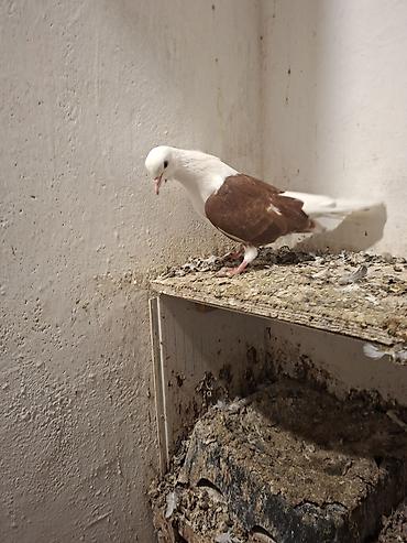 yirtici qus: Kəvən qoşa çəp kəvən bala sağalm quşdu çox gümanki erkəy olacaq ünvan — 3