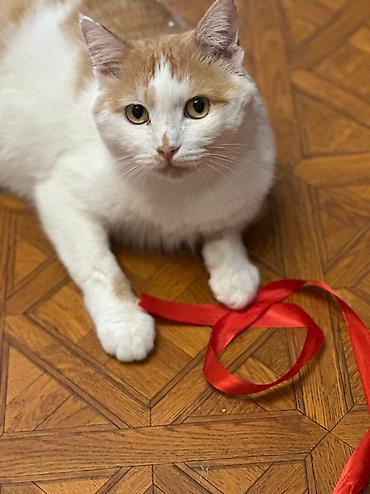 Отдам даром кошку: Кошка даром: Беспородная, 1 год, Мальчик, Кастрирована, Приучена к лотку, Проглистована — 5