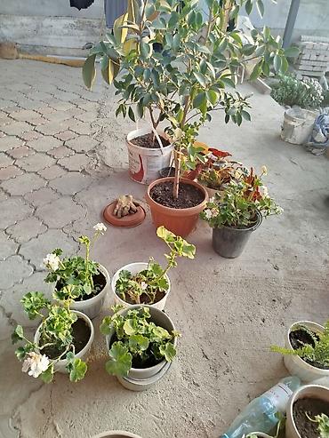 Другие товары для дома и сада: Продается цветы разных видов. Цена от 25сом до 5000тыс сом. В наличии — 5