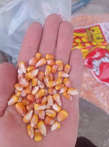 Люцерна: Люцерна at lalafo.kg — 8 Люцерна: Люцерна — 8