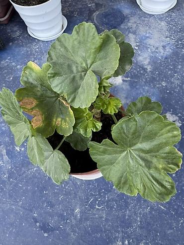 прокол земли: Комнатные растения в горшках 1) Спатифиллум (Spathiphyllum) в — 8