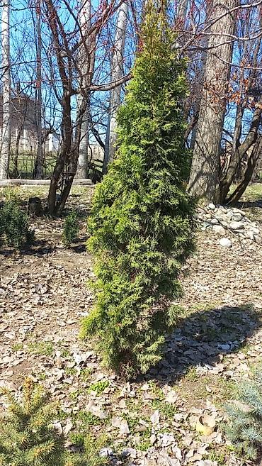 Декоративные деревья: Продаются ели голубые, зелёные, вечнозелёные самшиты, туи, сосны — 6