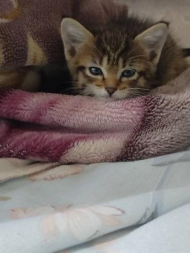 Котята домашние, кратко шерстяные, здоровые, мама привит, чистюля