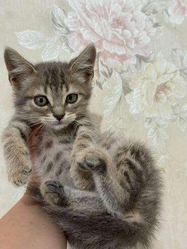 Pişiklər: Amerikan Shorthair, Dişi, Yaxşı əllərə — 18