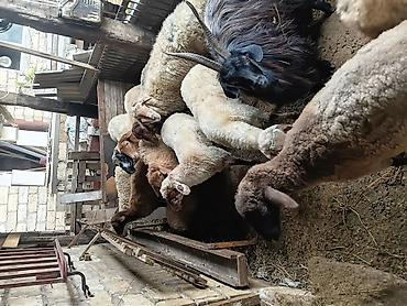 simental buzov satisi: Qurbanlıq və damazlıq üçün qoyun-keçi sürüsü - Növ: yerli qoyunlar və — 6