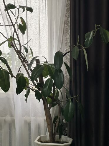 искусственный пальма: Фикус эластика (каучуконосный) в напольном кашпо. - Крупное комнатное