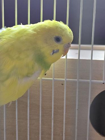 bulbul quşu satışı: Salam ər və arvad yumurtalarıda var. 65 manatdan 45 manata endirim — 2