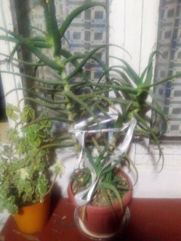 комнатный растения: Продаю алоэ
находится в Лебединовке 
Прошу 1000 сом