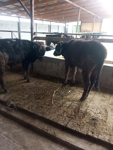 Коровы, быки: Продаю | Бык (самец) | На откорм | Привязанные at lalafo.kg — 6 Коровы, быки: Продаю | Бык (самец) | На откорм | Привязанные — 6