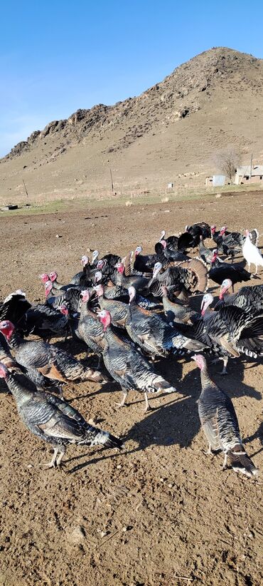 Индюки: Продаю | Индюк (самец) | Черный принц | Для разведения | Племенные — 1