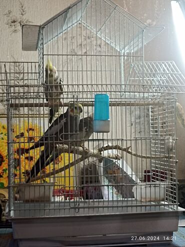 маленькие волнистые попугаи: Продаю трёх попугаев карелл полу ручных вместе с клеткой два мальчика