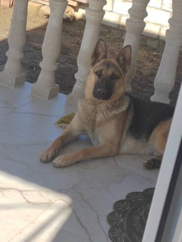 той пудель баку: Немецкая овчарка, 1 год, Самка, С прививками