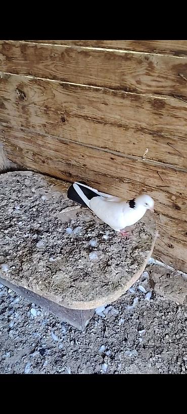 cins goyərcinlər: Pecat boynu gullu abrez cilpaq ayaq maya Unvan Qala Merdekan teref — 4