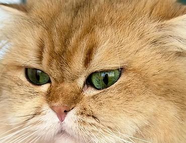 Pişiklər: Britan — 6