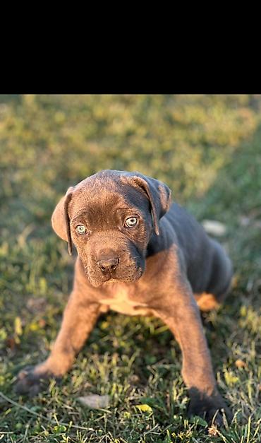 Psi: Rasa Cane Corso snažne građe) Starost: 45dana Boja dlake: nijanse — 1