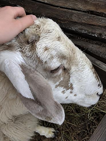 продаю егнят: Продаю | Баран (самец) | Полукровка — 2
