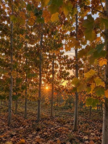 🌳🍂 XAN ÇİNARI TİNLƏRİ SATIŞDA! 🍂🌳 Hündürlüyü 3–4 metr olan, sağlam və