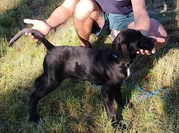 mali cupavi psi: Cane Corso mlad pas Mlad pas rase Kane Korso crne boje, starosti 6 — 3