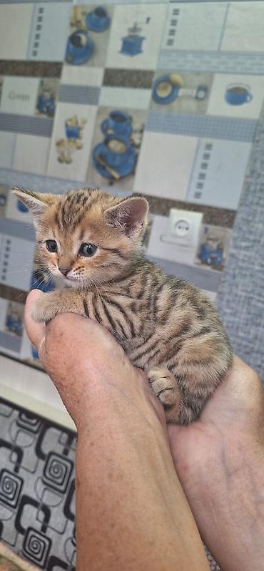 кошка майкун: Бенгальская, 2 месяца, Мальчик, Приучена к лотку — 2