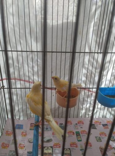 bulbul: Salam bulbul mayadilar