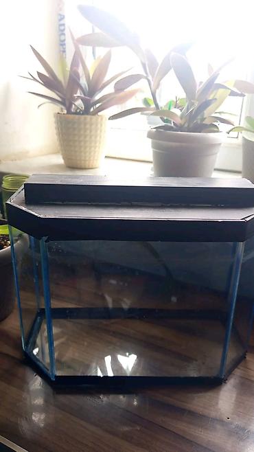 Akvariumlar: Heyvan aksesuarları seti - Akvarium: çoxbucaqlı formalı şüşə — 1