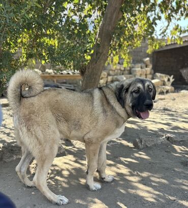 çubus it: Kanqal, 7 ay, Erkek, Peyvəndli, Ünvandan götürmə