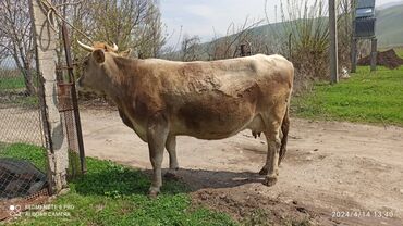 животные корова: Продаю | Корова (самка) | Алатауская | Для разведения, Для молока | Племенные, Стельные