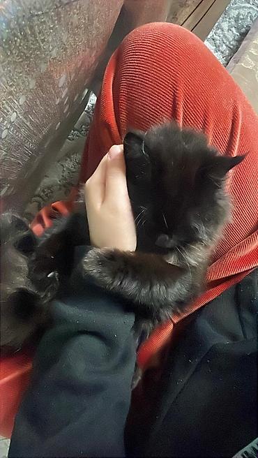 Продажа кошек: Пушистые котята Особенности: - Окрас: дымчато‑черный, тигровый табби и — 6