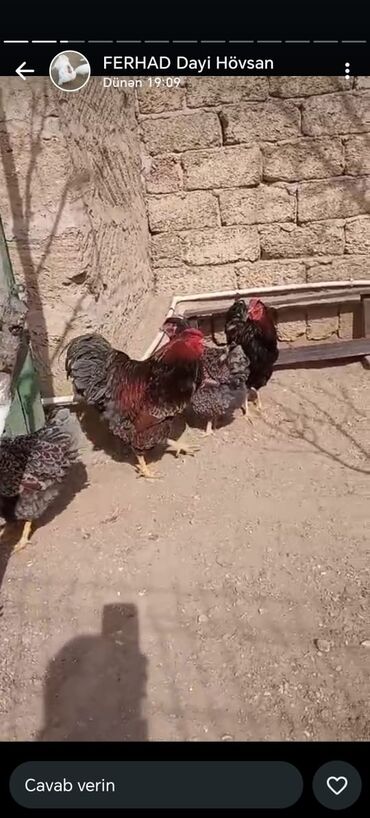 Hinduşka: Erkək, Kanada, Holland, Amerika, Damazlıq, Pulsuz çatdırılma — 18