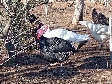 Hinduşkalar: Hinduşka sürüsü – qara və ağ rəngli fərdlər hinduşkalar satilir — 8