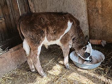 Коровы, быки: Продаю | Бык (самец) | Алатауская | Для разведения — 5