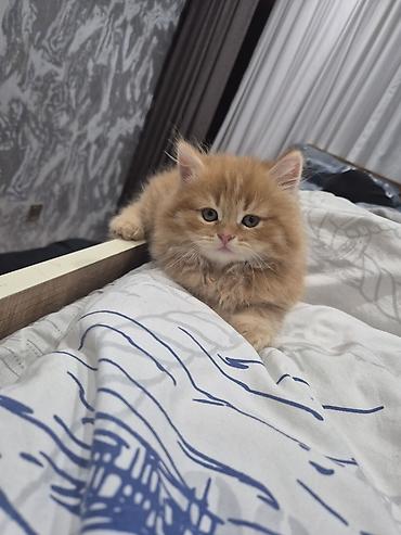 avcarka balası: Zəncəfil rəngli, uzun tüklü balaca pişik balası. Xüsusiyyətlər: - — 1