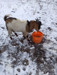 продаю в связи переездом: Ушул эки эркек улактар сатылат жети айлык Битал