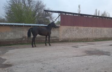 уй сх животное: Продаю | Конь (самец) | Для разведения, Конный спорт | Племенные