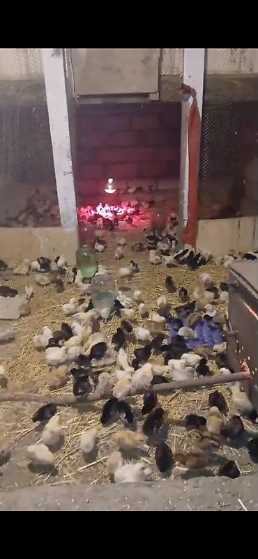 mal bazari az: Razılaşma yolu ilə satılır — 1