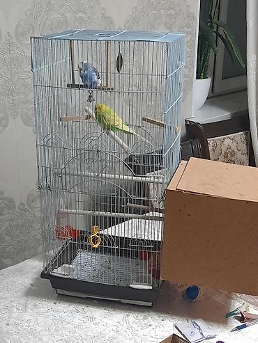 Птицы: Продаю или меняю. Волнистые попугаи с клеткой — 5