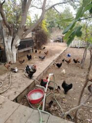 Ördəklər: Başlıq:Ev quşları Təsvir: Həyət quşları satılır: - Ördeyin xoruzu – — 15