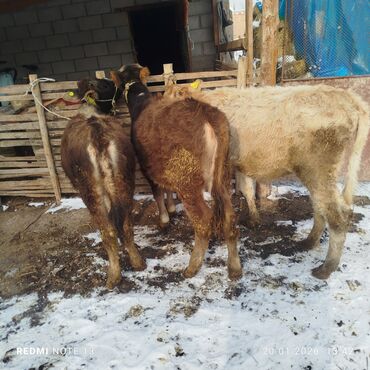 Коровы, быки: Продаю | Тёлка | На откорм | Привязанные — 3