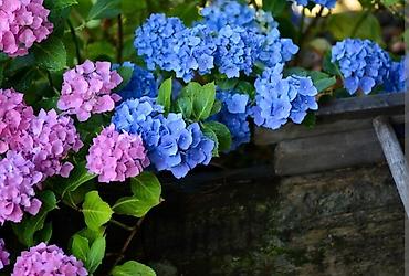 Другие садовые цветы и кустарники: В наличии метельчатые и крупно листовые гортензиии .все сорта есть at lalafo.kg — 8 Другие садовые цветы и кустарники: В наличии метельчатые и крупно листовые гортензиии .все сорта есть — 8