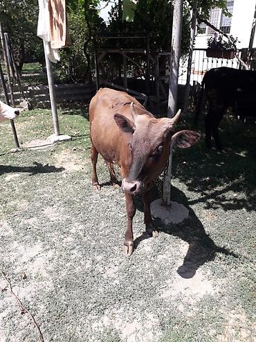 simmental inək cinsi: Simental tipli dişi buzov/qiça (qonur-açıq rəngli, ağ başlı). Orta — 5