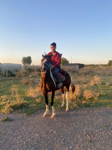 конный спорт бишкек цены в Кыргызстан | Услуги: Продаю | Жеребец | Кара Жорго | Конный спорт