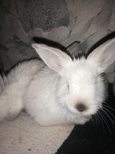 Dovşanlar: Temiz koliforniya dovwanlari .anasi atasi hamsi biryerde satilir.anasi — 5