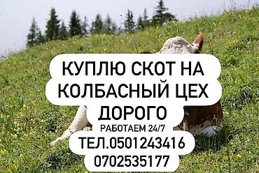 живой корм: Берём скот дорого на частный колбасный цех | коров быков телок лошадей — 1