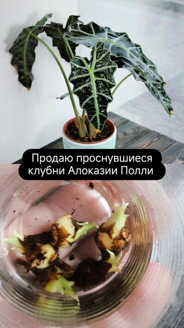 кресло кровать цена бишкек: Продаю проснувшиеся клубни АЛОКАЗИИ Полли. цена 180200и 250