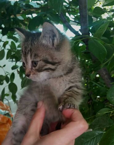котята рэгдолл: 2 айлык, Ургаачы