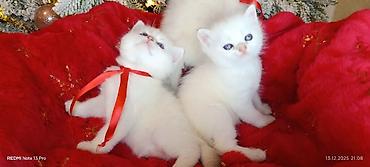 Pişiklər: Şotland, Erkək, Dişi, Yaxşı əllərə, Ödənişli çatdırılma, Ünvandan götürmə, Rayonlara çatdırılma — 7