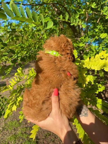 Psi: Odgajivacnica pasa "Happy Puppies" ima u ponudi muzjake patuljaste i — 4