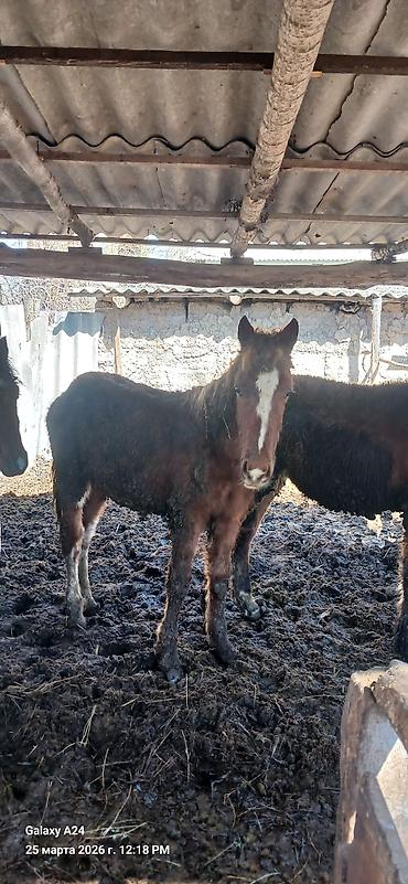 Лошади, кони: Продаю | Жеребенок | Полукровка | Рабочий — 4