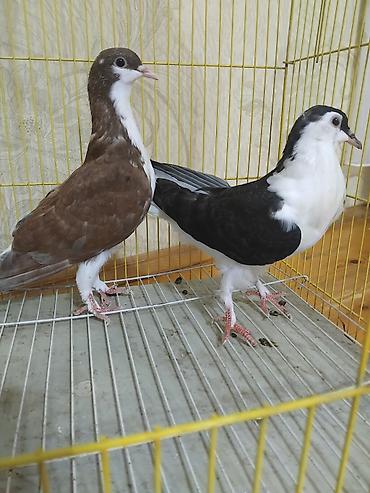 at satisi qiymetleri: 12 eded delfin goyercin 5 eded dekarativ delfinlerin cutu 30 manat — 6