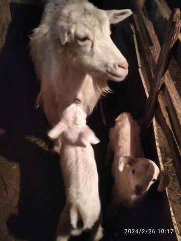 молочные козы в кыргызстане: Продаю | Коза (самка)